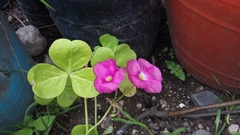 Oxalis bowiei