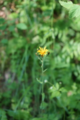 Crepis lyrata