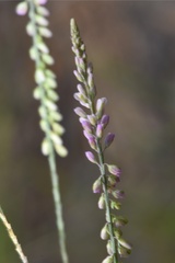 Polygala appendiculata
