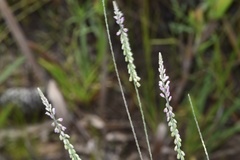Polygala appendiculata