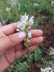 Oxytropis baicalia