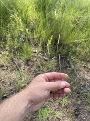 Polygala appendiculata