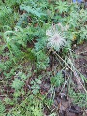 Pulsatilla ambigua