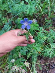 Geranium transbaicalicum