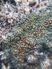 Lecanora sierrae