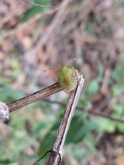 Chinavia marginata