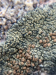 Lecanora sierrae