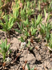 Polygonum polygaloides