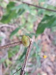 Chinavia marginata