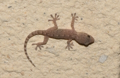 Gekko swinhonis