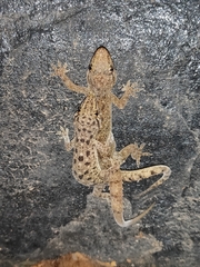 Hemidactylus maculatus