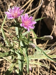 Stephanomeria lactucina