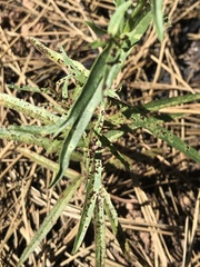 Stephanomeria lactucina
