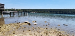Najas marina