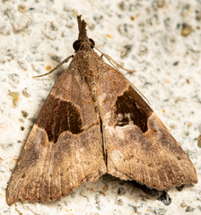 Hypena drucealis