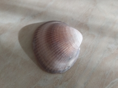Glycymeris nummaria