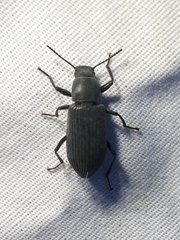 Xylopinus saperdoides