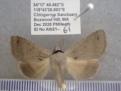 Pantydia capistrata