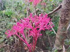 Vasconcellea parviflora