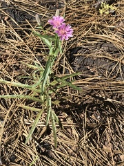 Stephanomeria lactucina