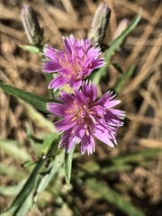 Stephanomeria lactucina