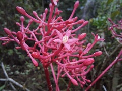 Vasconcellea parviflora