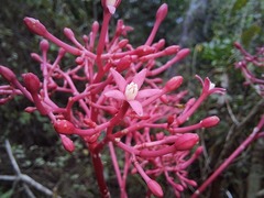 Vasconcellea parviflora