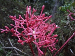 Vasconcellea parviflora