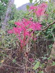 Vasconcellea parviflora