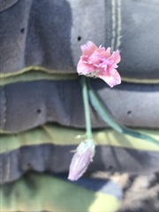 Stephanomeria lactucina