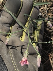 Stephanomeria lactucina