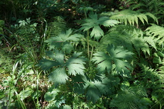 Aconitum septentrionale
