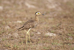 Burhinus bistriatus