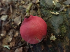 Syzygium ingens