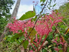 Vasconcellea parviflora