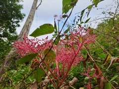 Vasconcellea parviflora