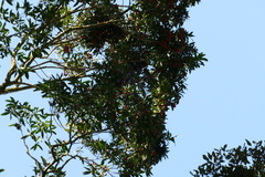 Syzygium ingens