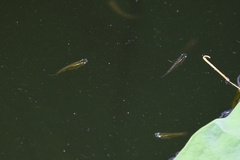 Oryzias sinensis
