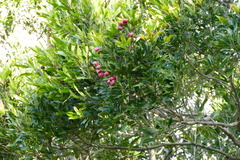 Syzygium ingens