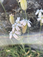 Silene sargentii