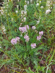 Oxytropis baicalia