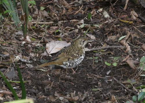Russet-tailed Thrush (Zoothera heinei), photo 6