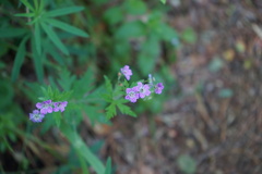 Geranium pseudosibiricum