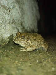 Sphaerotheca breviceps