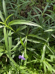 Ruellia simplex