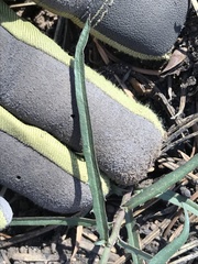 Stephanomeria lactucina