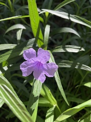 Ruellia simplex