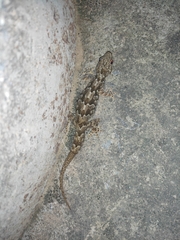 Hemidactylus