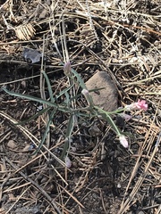 Stephanomeria lactucina