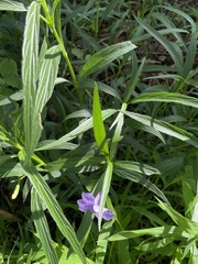 Ruellia simplex